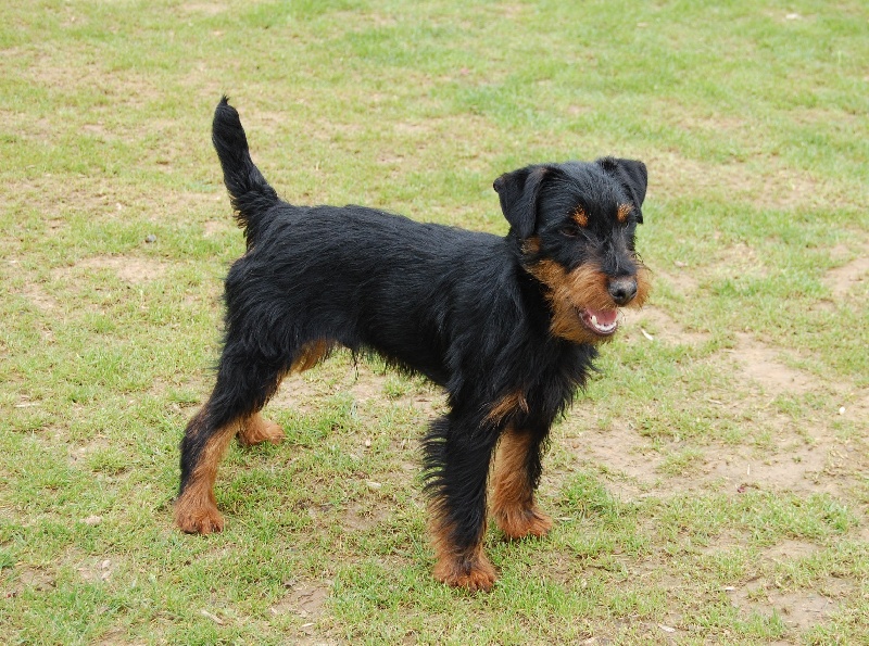 Goliath De La Forêt De L' Abbé-val-joly