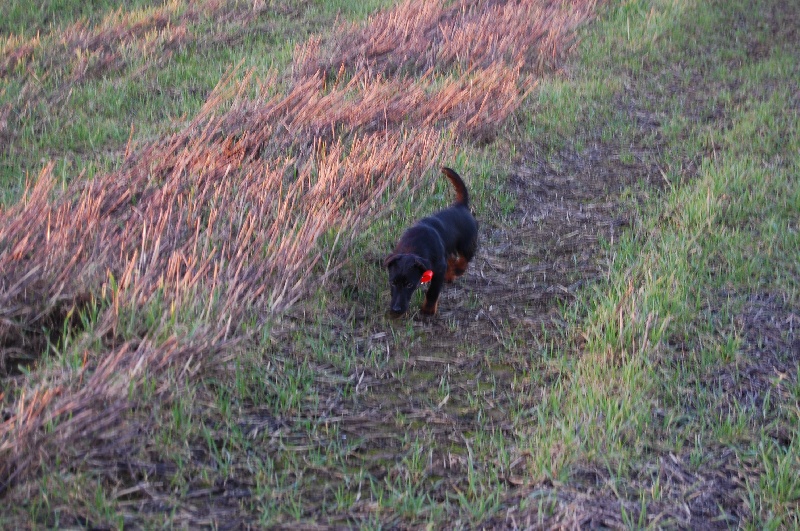 Fuzzy De La Forêt De L' Abbé-val-joly